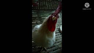 BUKAN AYAM JAGO, TAPI GEDE SEPERTI ANGSA. BEBEK SOANG KALAH BESAR.