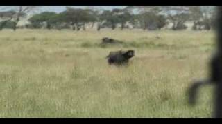 Lions Hunt and Kill a Buffalo in The Serengeti, Tanzania