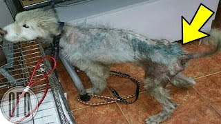 Этот Пёс Практически Умирал На Цепи...Вы НЕ ПОВЕРИТЕ, КАК ОН ВЫГЛЯДИТ СЕЙЧАС!