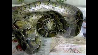 Кормление питона (удава)! Не для слабонервных. Израиль2012. Live Prey Feeding .