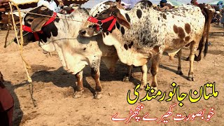 Multan Cow Mandi Khubsurat Kheeray Bachary Latest Update Urdu/Hindi | SS Tv |