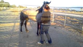 Zuni - BLM Mustang - Training Day 5