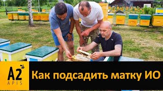 Как подсадить #матку ИО (искусственного осеменения)