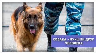 Международный день кинолога