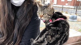 妹に抱っこされ初めての公園でお散歩する猫