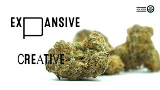 Jack Herer Feminized Strain Facts