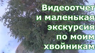 Видеоотчет по посадкам хвойников с прошлого Нового Года. Экскурс по хвойникам