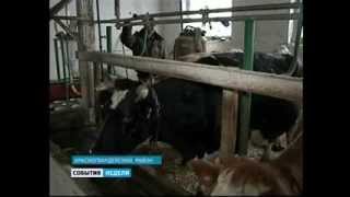 ЗАО Респект. Увеличение продуктивности дойных коров при использовании Сапросорб в ИП Косинова А. И.