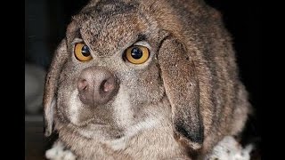 Клетки для кроликов по методу Золотухина Н .И .от  Ярослава (Видео 1) Сages for rabbits.