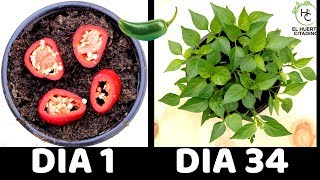 COMO GERMINAR CHILE JALAPEÑO O CHILE VERDE || HUERTO CITADINO