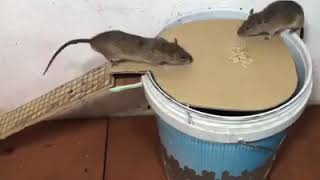 Как поймать грызунов. Мышеловка своими руками