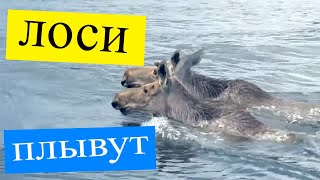 Лоси в воде