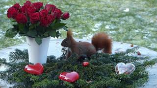Valentinstagsgrüße  ☆ Eichhörnchen