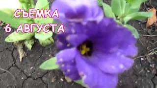 ЭУСТОМА  ОТ ПОСАДКИ  ДО ЦВЕТЕНИЯ