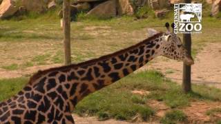 Baby Giraffe Outside - Cincinnati Zoo