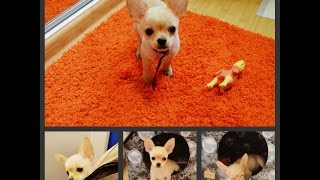 ♥КУПИЛИ ЩЕНКА♥NEW DOG♥