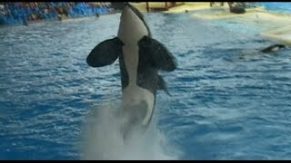 Loro Parque. Orca Ocean