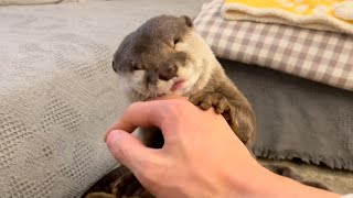 カワウソさくら 引きこもりカワウソに出るよう説得する猫と飼い主 Cat and their owners trying to get otter out