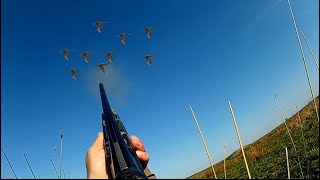 Охота на Чирка. Удачная охота на уток, после открытия охоты. Было много налетов! Осень 2019 года