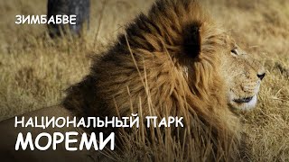 Мир Приключений - Прайд львов. Леопард. Мореми. Окаванго. Ботсвана. Moremi. Okavango. Botswana.