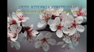 O'zbekiston Qizil Kitobiga Kiritilgan O'simliklar, Hayvonlar Ro'yhati.