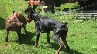 Злой. Доберман - собака свинопас.Бой собаки породы Доберман против кабана.Doberman - dog swineherd