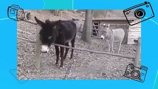 Как стать умным - Покажи класс! - С добрым утром, малыши!