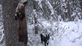 Охота на куницу капканами / Куница / Бобр /Изба
