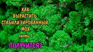 КАК ВЫРАСТИТЬ МОХ. МАТ ИЗ МХА. часть 1.