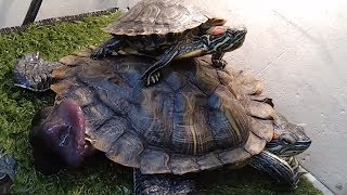 Жесть! Половой орган краснухой черепахи.