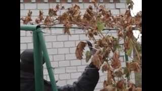 Формировка винограда на арку