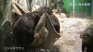 コツメカワウソ（えのすい）新江ノ島水族館　2020/01/25