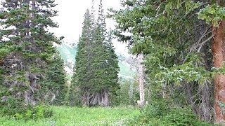 Utah. Alta resort. Alpine meadows.США. Юта. Природа Америки. Лето в горах. Интересные места в Юте.