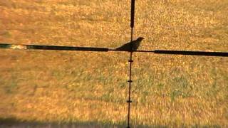 Scopecam view of 112 yard crow shot