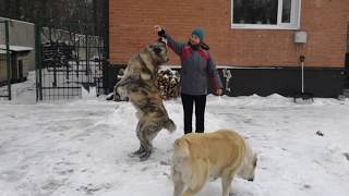 Общий курс дрессировки собак. Два алабая/The general course of dog training. Two alabay at once.