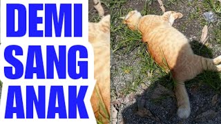 MASYAALLAH: KUCING HADAPI BAH4YA DEMI SELAMATKAN ANAKNYA | Keberanian Induk Hewan Lindungi Anaknya
