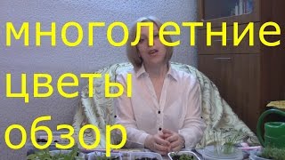 многолетние цветы обзор моих сеянцев