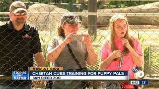 Cheetah cubs training for puppy pals at San Diego Zoo