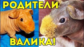 СЕКРЕТ ВАЛИКА! РОДИТЕЛИ ЛЫСОЙ МОРСКОЙ СВИНКИ / SvinkiShow
