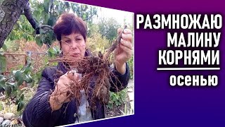 Размножение малины корневыми черенками.  Как быстро размножить малину