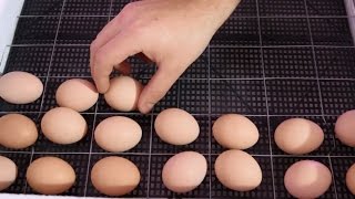 ЗАКЛАДЫВАЕМ ЯЙЦО? В ИНКУБАТОР