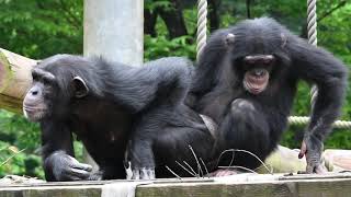 チンパンジーのサクラとフブキの交尾の練習  多摩動物公園