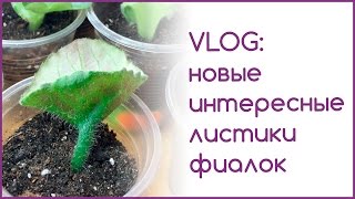 VLOG: новые интересные листики фиалок