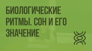 Биологические ритмы. Сон и его значение. Видеоурок по биологии 8 класс