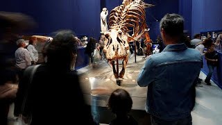 Trix, t-Rex de 67 millions d'années, est exposé à Paris