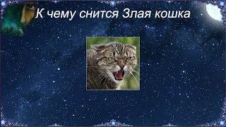 К чему снится Злая кошка (Сонник)