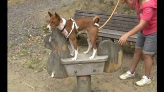 吉井竜天オートキャンプ場でのバセンジーの鈴木君 Basenji in the campground.