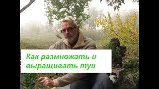 Как размножать и выращивать туи