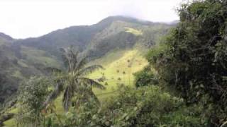 Valle de Cocora, Quindio Colombia   ECOTOURISM