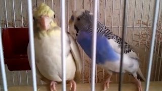 Говорящий волнистик пристает к корелле